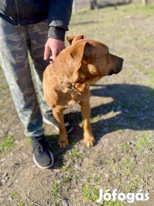 Új családban szeretne élni Szilaj