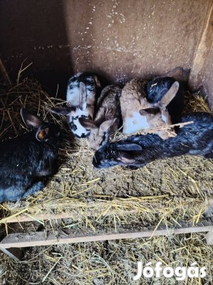 Új gazdát keresnek  választási  nyuszik 