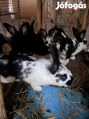 Új gazdát kereső nyulak!