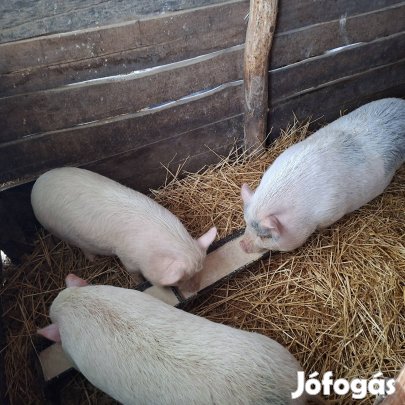 Új helyre költözne 3 db vietnámi