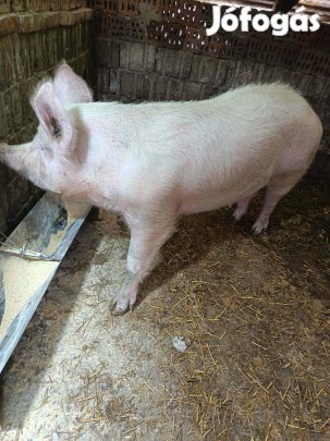 Új helyre költözne