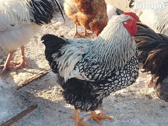 Új helyre költözne Wyandotten (9 hónapos) kakas