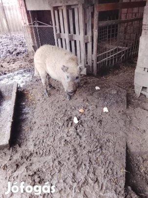 Új helyre költözne szőke mangalica hasas kocakoca