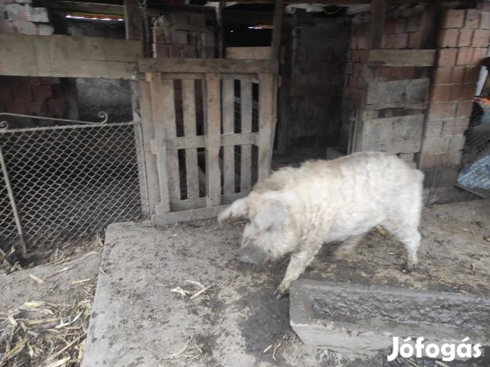 Új helyre költözne szőke mangalica kan