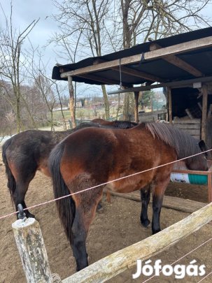 Új helyre költöznének