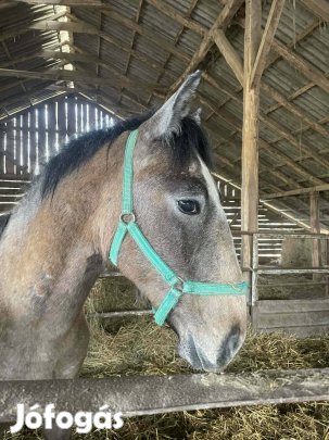 Új legelőt keres Lipicai csődör csikó 