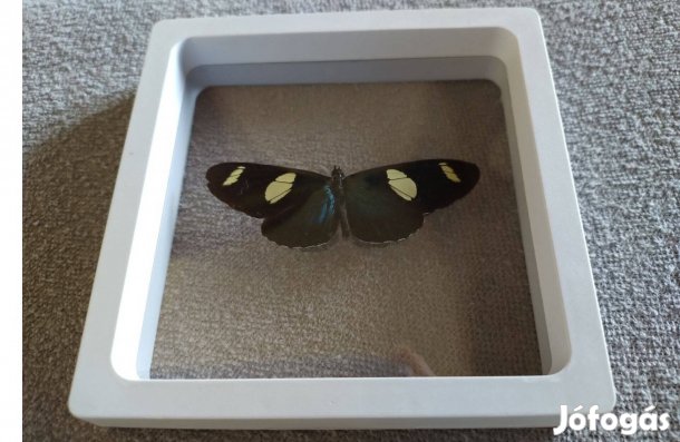 Új lepke pillangó kép eladó