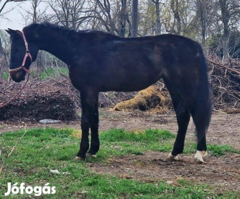 Új otthonát keresi Góliát 