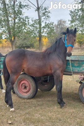 Új otthonát keresi Logika