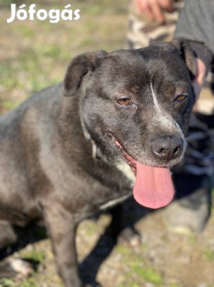 Új otthonba költözne Ilcsi