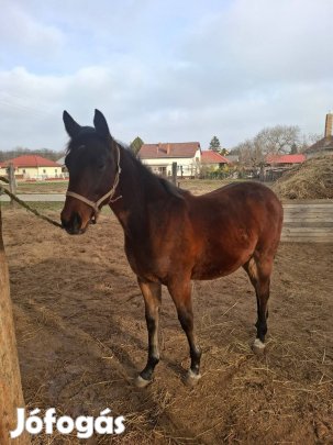 Új szerető társát keresi Ralphy!