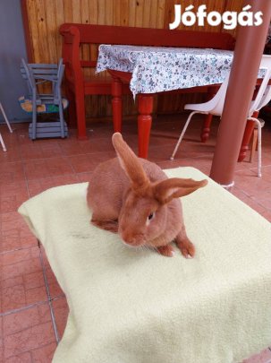 Új zélandi vörös nyúlak