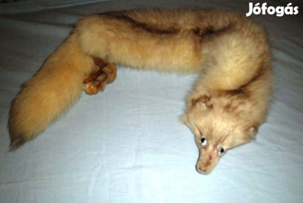 Ujj ezüst róka gallér első kézből hibátlan