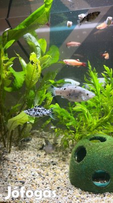 Újszülött Molly Díszhalak