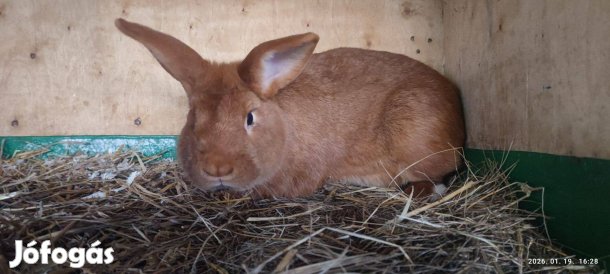 Újzélandi burgundi vörös!