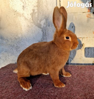 Újzélandi vörös bak