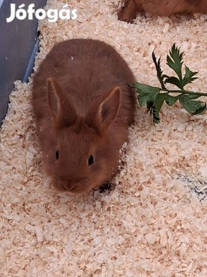 Újzélandi vörös növendékek eladók