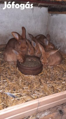 Újzélandi vörös nyul