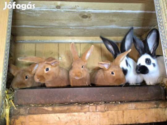 Újzélandi vörös nyulak 