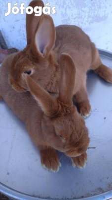 Újzélandi vörös nyulak eladók!
