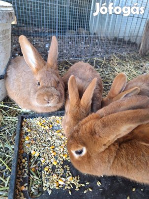 Ujzelandi voros nyuszik