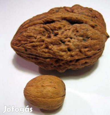 Ukrán óriásdió oltvány eladó