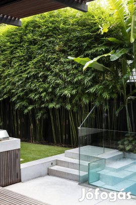 Ültetésre kész Óriás bambuszok