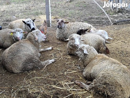 Ürü bárány eladó