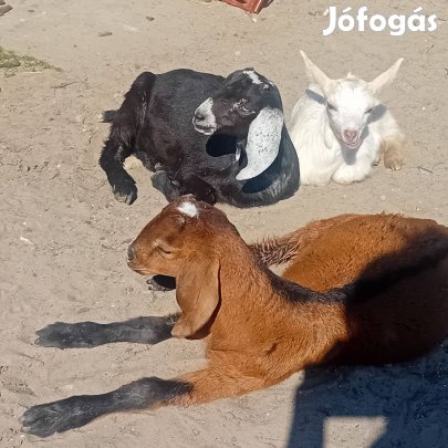 Ürü núbiai kecskék