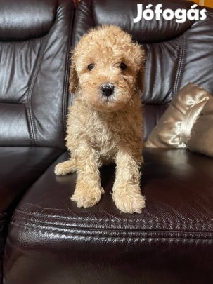Uszkár fajtatiszta jellegű kiskutya eladó