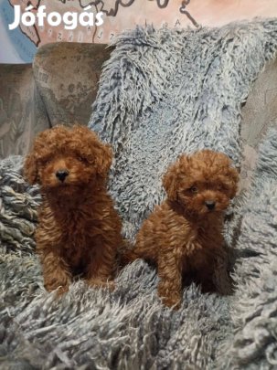 Uszkár törpék elérhetök jellegü