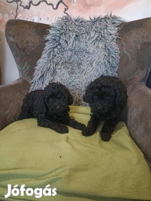 Uszkár törpék jellegű