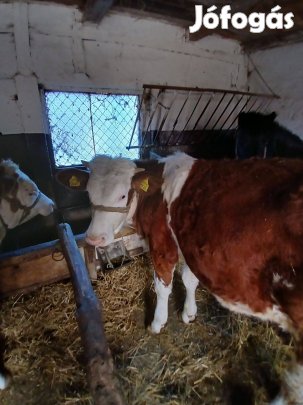 Üsző borjú 1éves