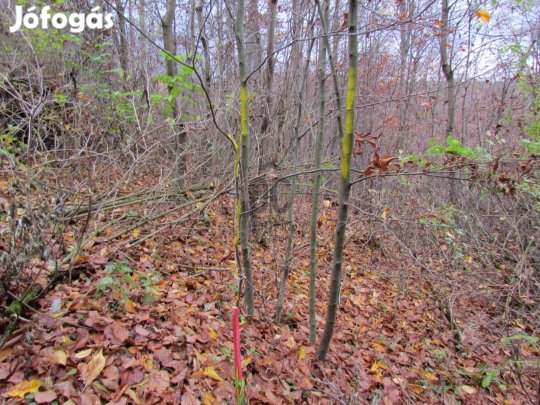 VARÁZSLATOS TELEK ELADÓ A BÜKKI NEMZETI PARK MELLETT!