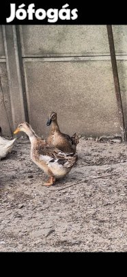 Vadas magyarkacsák eladók