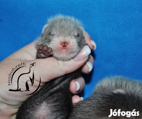 Vadászgörény Kölykök Előjegyezhetőek/Foglalhatóak! (Olvass lerást!)