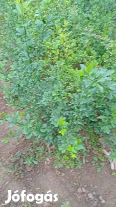 Vadcitom(poncirus)csemete eladó