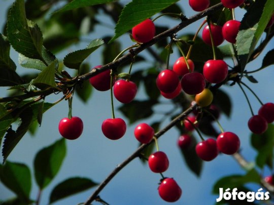 Vadcseresznye csemete eladó