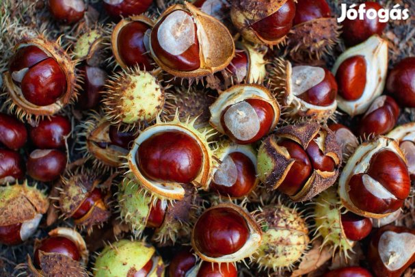 Vadgesztenye csemete