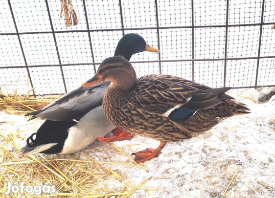 Vadkacsa Tenyészpár, véridegen, szabad kelésű
