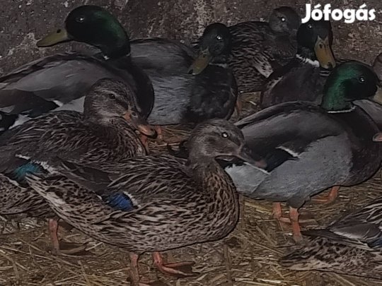 Vadkacsa eladó 