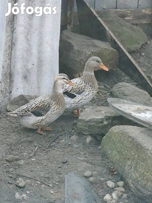 Vadkacsák (gácsér,tojó)