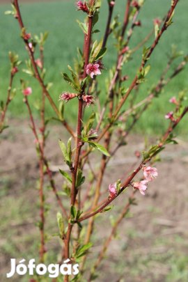 Vadőszibarack csemete