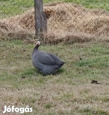 Vágni való/ Továb tartásra Gyöngyi