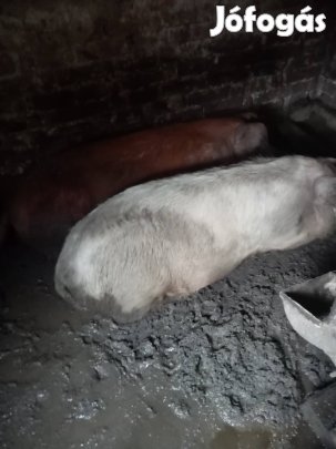 Vágni való sertés 