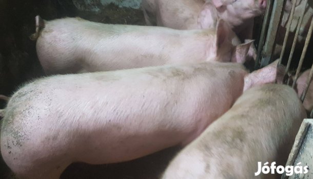 Vágni való sertés eladó