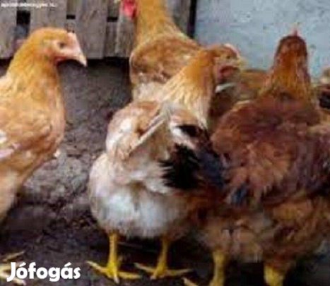 Vágnivaló Csirke 2 kg-os Jegyezhető Debrecenben, Folyamatosan