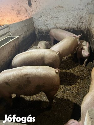 Vágnivaló hizók eladók