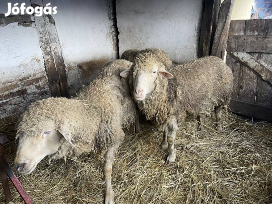 Vago birka eladó 