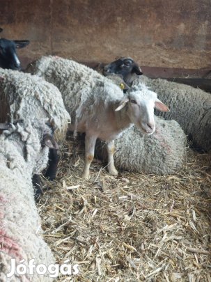 Vágó birkák, juh